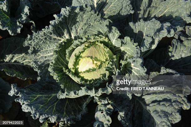 Photo taken on November 12, 2011 shows an organic Lorient cabbage in Plouescat, western France. AFP PHOTO / FRED TANNEAU