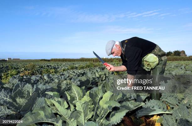 French farmer René Léa cuts an organic Lorient cabbage on November 12, 2011 in Plouescat, western France. AFP PHOTO / FRED TANNEAU