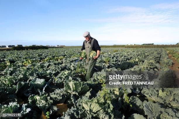 French farmer René Léa holds organic Lorient cabbages on November 12, 2011 in Plouescat, western France. AFP PHOTO / FRED TANNEAU