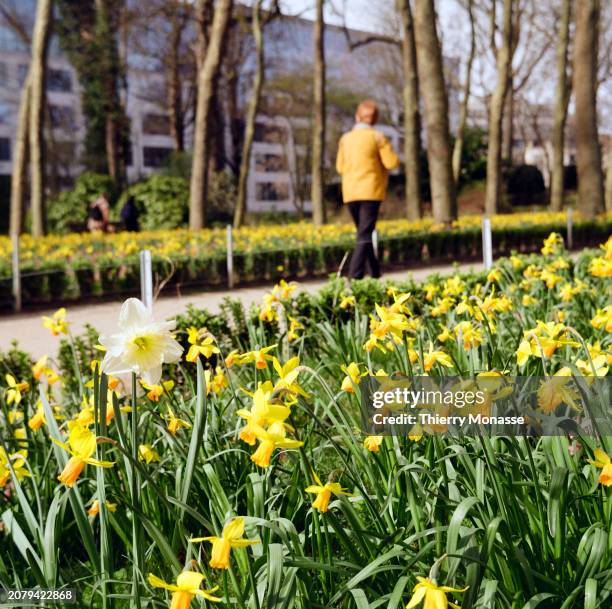 People enjoy the Narcissus jonquilla, also know as the rush daffodil, as they walk in the Parc du Cinquantenaire on March 14, 2024 in Brussels,...