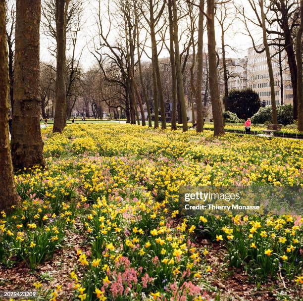 People enjoy the Narcissus jonquilla, also know as the rush daffodil, as they walk in the Parc du Cinquantenaire on March 14, 2024 in Brussels,...