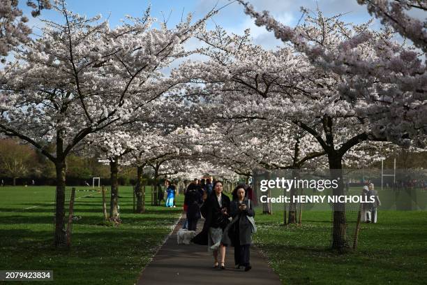 Members of the public walk under the cherry blossom in Battersea Park in south London on March 15, 2024.