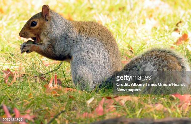 Squirrel snacks on an acorn at Cook Park on Thursday Oct. 22, 2015 in Colonie, N.Y. Ecological scientists say acorns this year are falling in numbers...