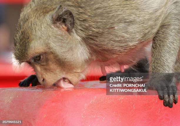 Monkey licks an ice sculpture during the annual monkey buffet in Lopburi province 150 Kilometers north of Bangkok, 25 November 2007. More than 2,000...