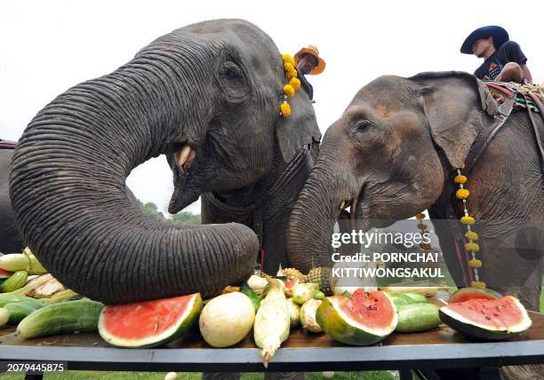 Elephants enjoy eating fruits during the "elephant buffet" as part of the seventh King's Cup Elephant Polo tournament in the Golden Triangle, some 50...