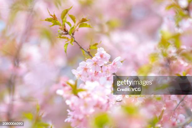 Kawazu-zakura cherry blossoms are in full bloom at Chenshan Botanical Garden on March 12, 2024 in Shanghai, China. The Kawazu-zakura is one of the...