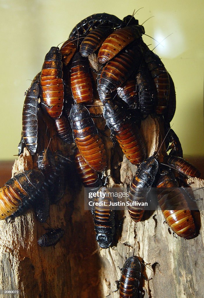 Cockroach Cdc Hissing Cockroaches are seen at the San Francisco Zoo June 13, 2003 ...