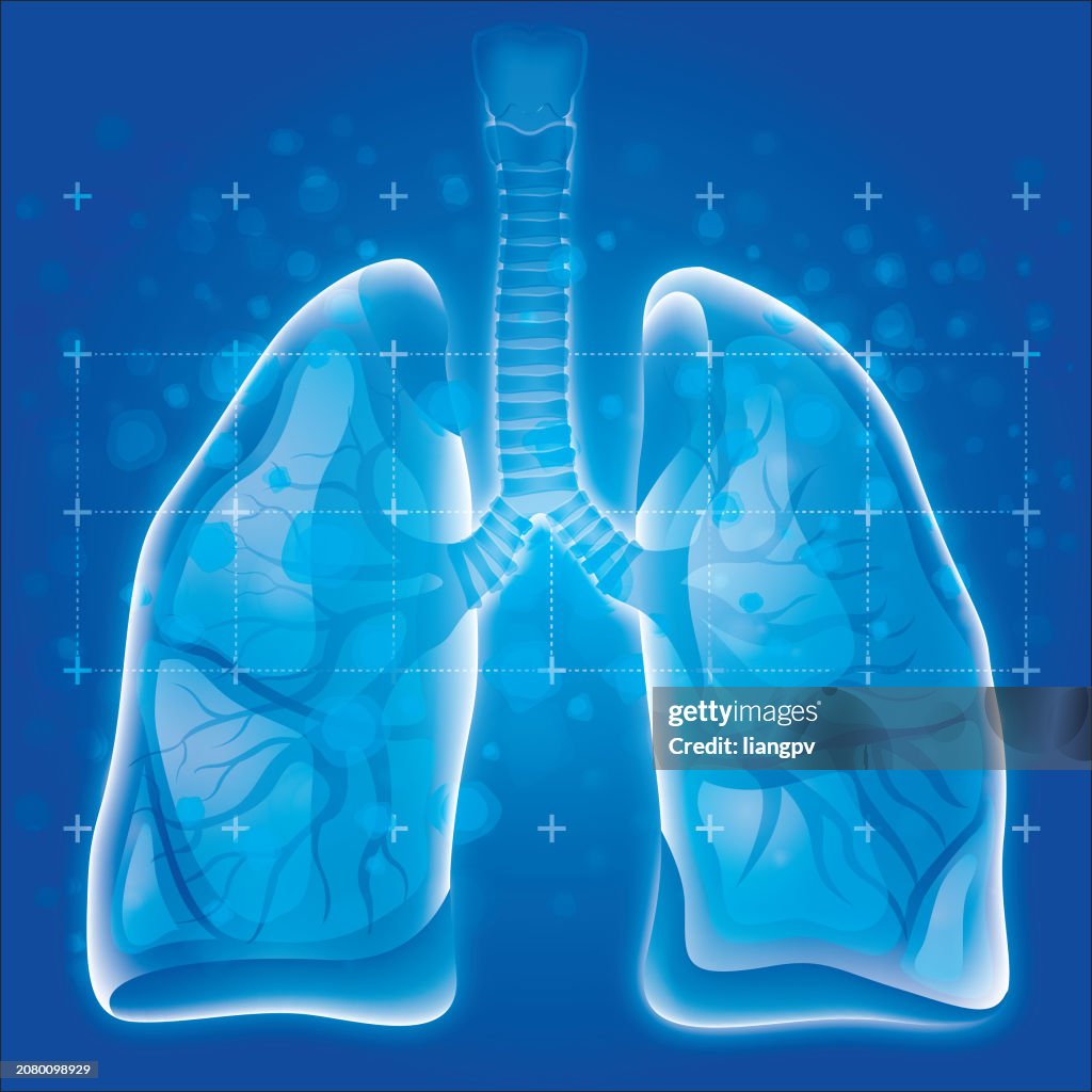 Human Lung