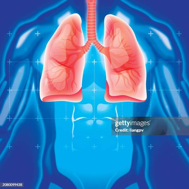 3840 Human Diagram Of Organs Stock Photos High Biology Diagrams