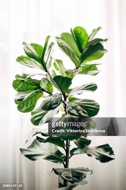 fiddle leaf fig, ficus lyrata, plant in circle white pot and place at the corner of stair or ladder for decorate home or room. and there is sunlight coming from the right hand window. - pot plant gift stock pictures, royalty-free photos & images
