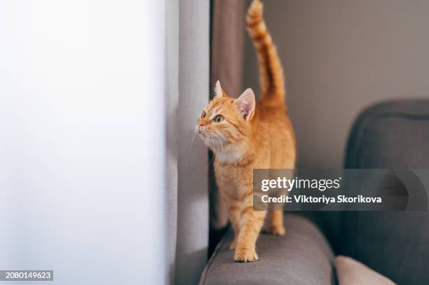 cute cat relaxing in sofa in candle light cozy home - amarelo avermelhado claro imagens e fotografias de stock