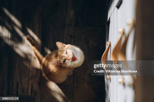 a hungry cat sits by an empty bowl and silently asks for food. - hand over mouth stock pictures, royalty-free photos & images