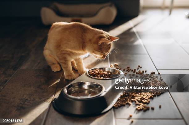 cat eating out of bowl - kattunge bildbanksfoton och bilder