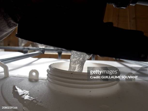 This photograph taken on March 15, 2024 shows birch sap collected in a vat, in a plot of the Chambord Forest in central France. A network of more...