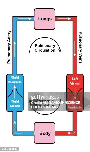blood circulation, illustration - blood flow stock illustrations