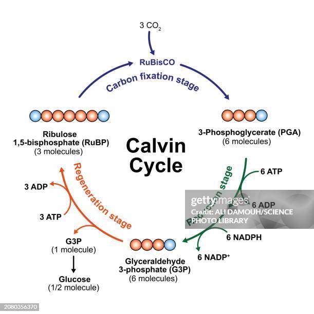 calvin cycle, illustration - chlorophyll stock illustrations