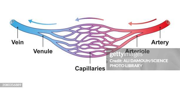 illustrations, cliparts, dessins animés et icônes de blood vessel structure, illustration - vaisseau capillaire