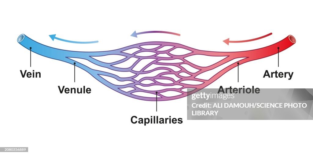 Blood Vessel Structure Illustration High-Res Vector Graphic - Getty Images