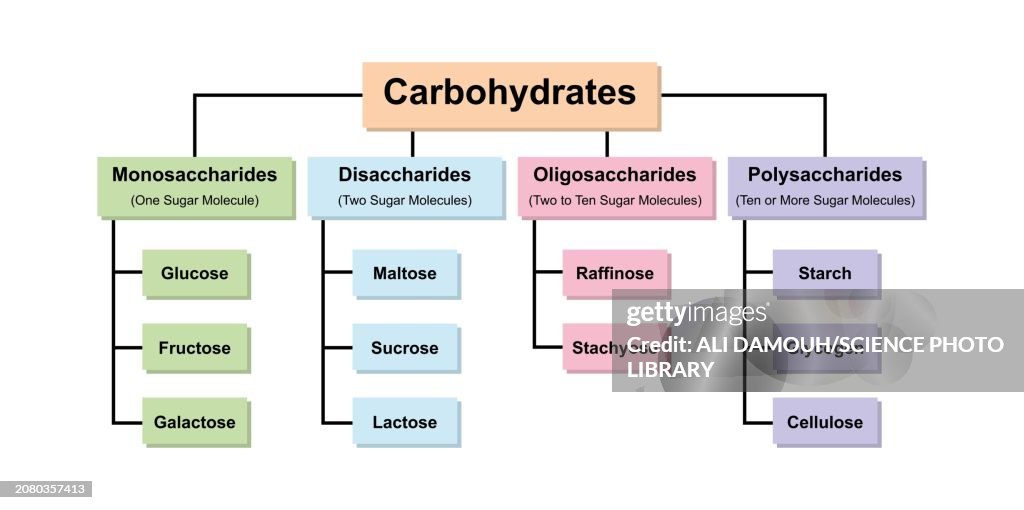Carbohydrate types, illustration
