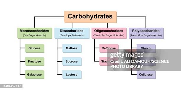 carbohydrate types, illustration - carbohydrate-biological-molecule stock illustrations