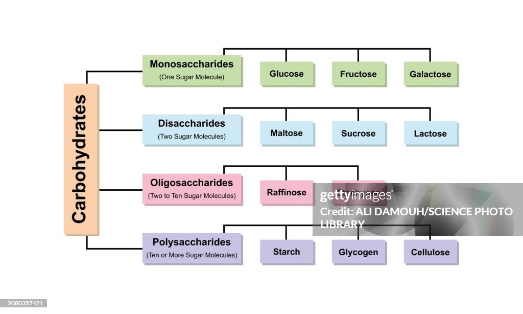 Carbohydrate types, illustration