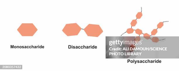 carbohydrate types, illustration - carbohydrate biological molecule stock illustrations