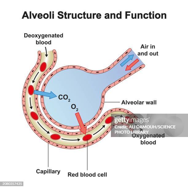 alveoli structure, illustration - air circulation stock illustrations
