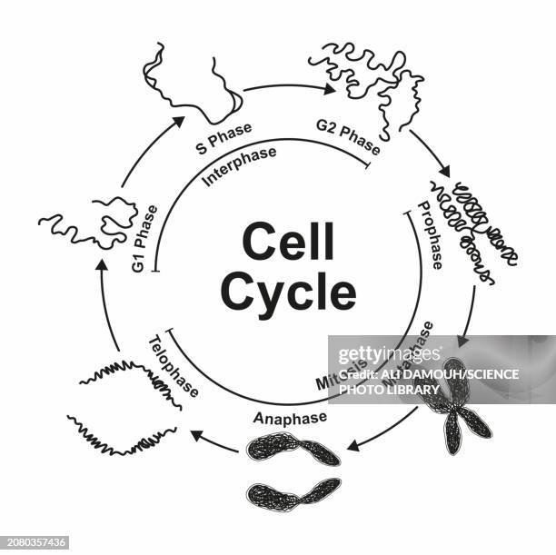 cell cycle, illustration - interphase stock illustrations