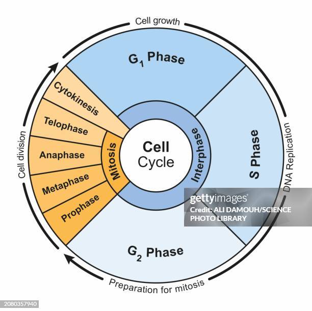 ilustrações de stock, clip art, desenhos animados e ícones de cell cycle, illustration - anáfase