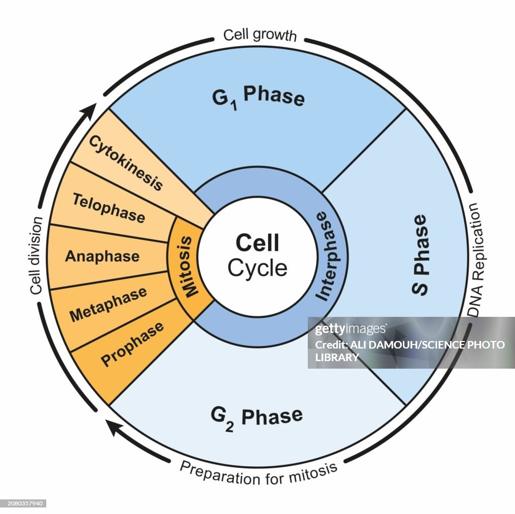 Cell Cycle Illustration High-Res Vector Graphic - Getty Images