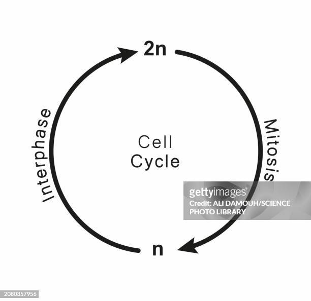 cell cycle, illustration - prophase stock illustrations