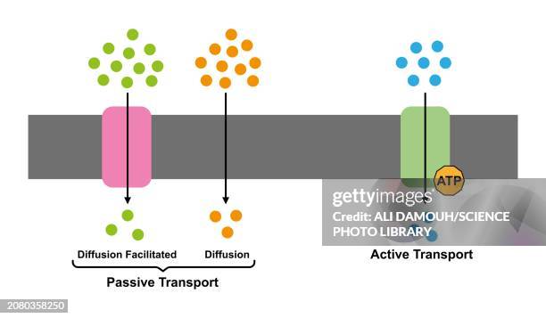 cellular transport, illustration - concentration stock illustrations