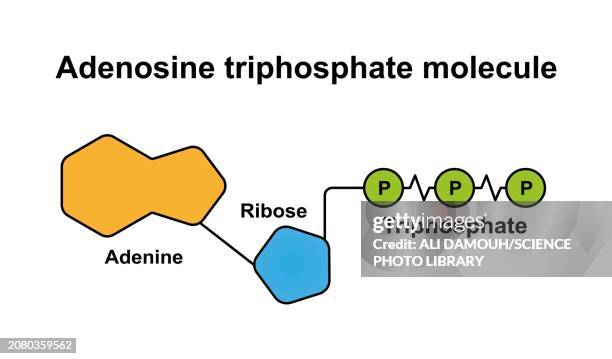 atp molecule, illustration - nucleotide stock illustrations