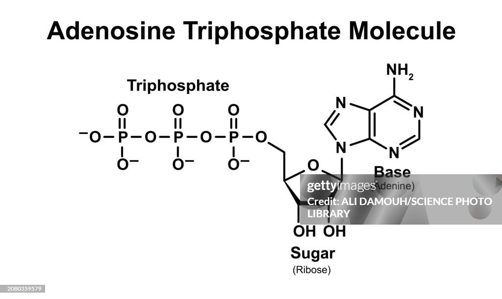 ATP molecule, illustration