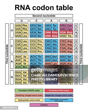 Rna Codon Table Illustration High-Res Vector Graphic - Getty Images