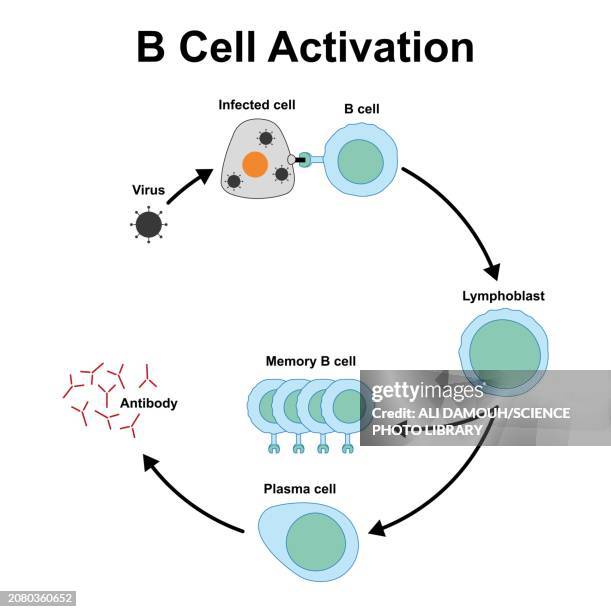 b cell activation, illustration - phagocytosis stock illustrations