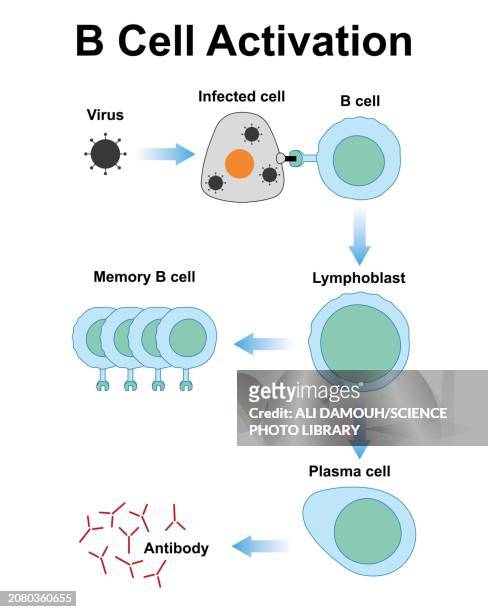 ilustraciones, imágenes clip art, dibujos animados e iconos de stock de b cell activation, illustration - autoimmunity