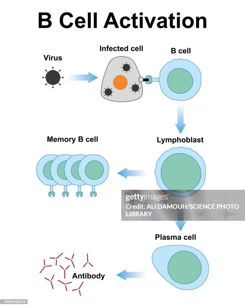 B cell activation, illustration