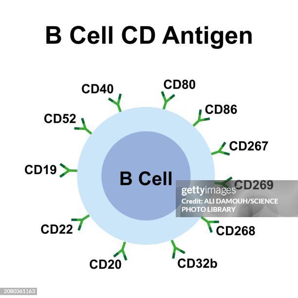 b cell cd antigen, illustration - plasmocyte stock illustrations