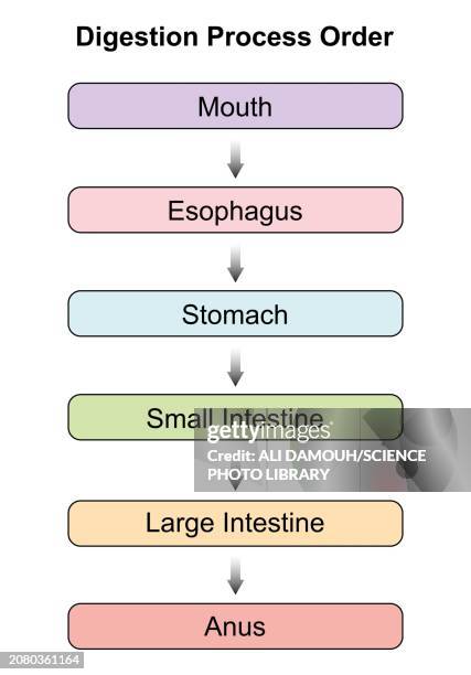 digestive system, illustration - human digestive system stock illustrations