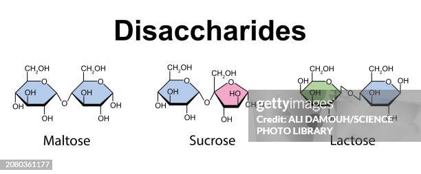 disaccharides, illustration - carbohydrate biological molecule stock illustrations