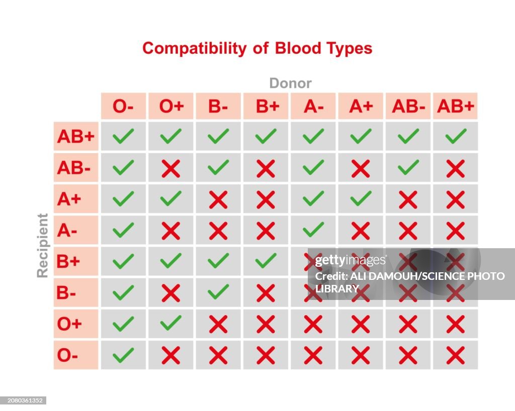 Body Types Compatibility Abo Blood Type Compatibility Illustration High-Res Vector Graphic ...