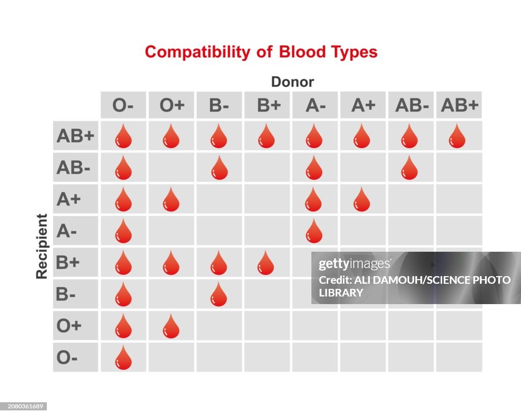 Body Types Compatibility Abo Blood Type Compatibility Illustration High-Res Vector Graphic ...