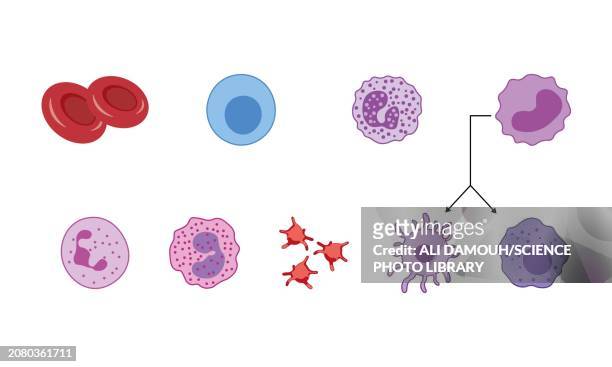 ilustrações de stock, clip art, desenhos animados e ícones de blood cell types, illustration - fibroblasto