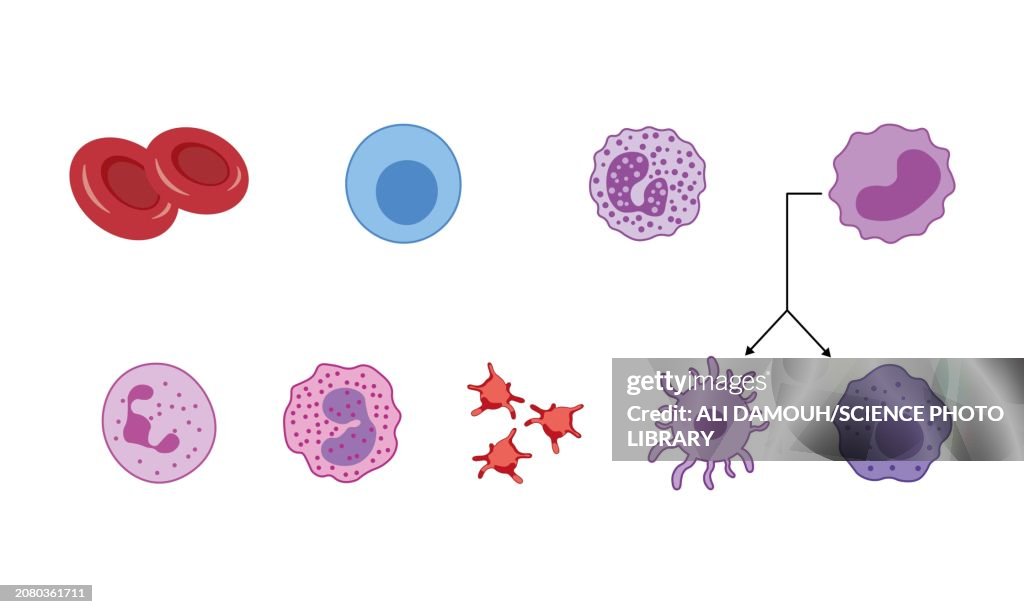 Blood cell types, illustration