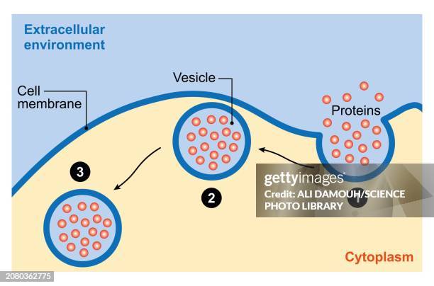 endocytosis, illustration - vacuole stock illustrations