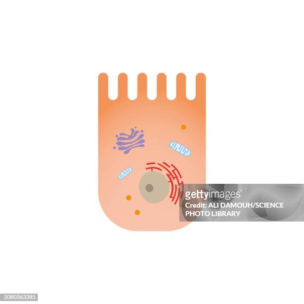 enterocyte, illustration - paneth cell stock-grafiken, -clipart, -cartoons und -symbole