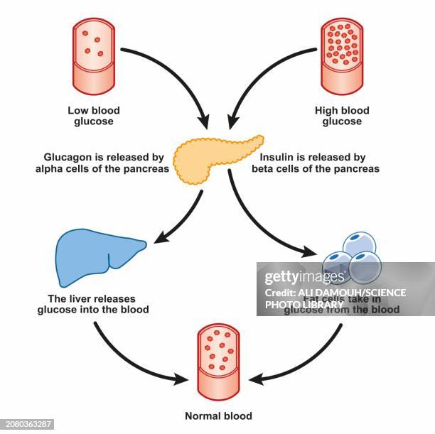 blood sugar regulation, illustration - autoimmunity stock-grafiken, -clipart, -cartoons und -symbole