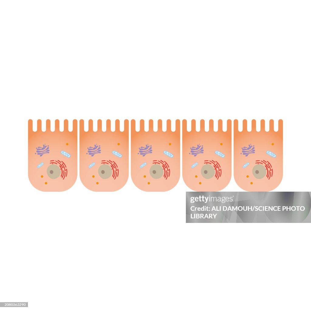 Intestine epithelium, illustration
