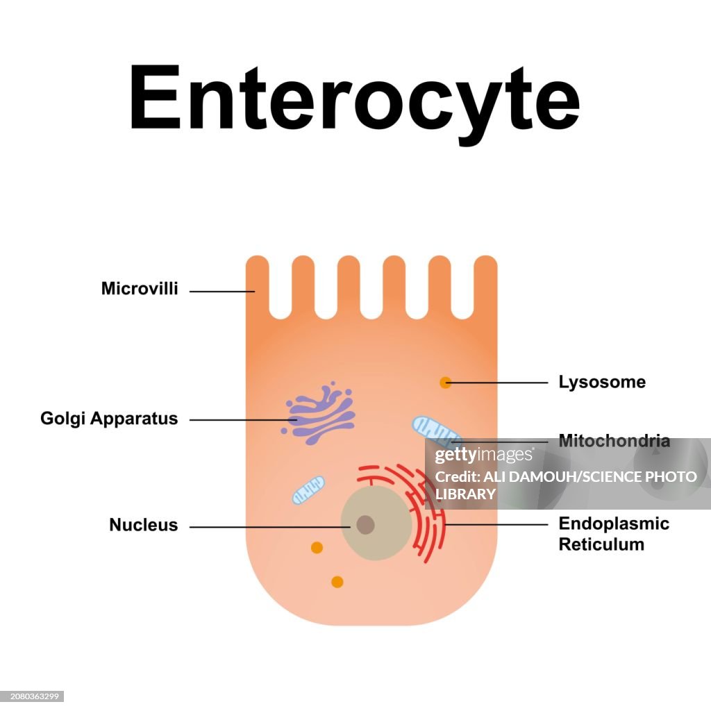 Enterocyte, illustration